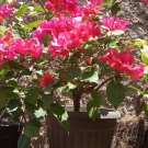 Bougainvillea Barbara Karst Flower Home Rare Live Plant - Plant for Your Home Garden