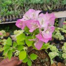 Thai Delight Bougainvillea Flower Home Rare Live Plant - Plant for Your Home Garden