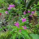 Glabra Bougainvillea Flower Home Rare Live Plant - Plant for Your Home Garden
