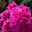 Purple bougainvillea Flower Home Rare Live Plant - Plant for Your Home Garden