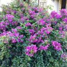 Purple Majesty Bougainvillea Flower Home Rare Live Plant - Plant for Your Home Garden