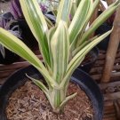 Bromeliad Neoregelia Green White Flower Home Rare Live Plant - Plant for Your Home Garden