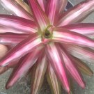 Neoregelia VARIEGATED Flower Home Rare Live Plant - Plant for Your Home Garden