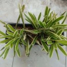 Bromeliad, Lucky Stripe Variegated Flower Home Rare Live Plant - Plant for Your Home Garden