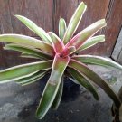 Bromeliad Neoregelia Franca Variegated Flower Home Rare Live Plant - Plant for Your Home Garden