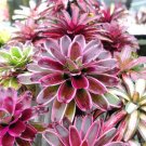 Neoregelia Raphael Bromeliad Flower Home Rare Live Plant - Plant for Your Home Garden