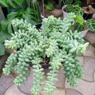 Sedum Morganianum Donkey's Tail Flower Home Rare Live Plant - Plant for Your Home Garden