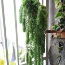 Donkey's Tail Succulent Flower Home Rare Live Plant - Plant for Your Home Garden