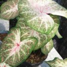 2 Bulbs Gingerland Caladium Flower Home Rare Live Plant - Plant for Your Home Garden