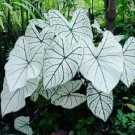 2 Bulbs White Christmas Caladium Flower Home Rare Live Plant - Plant for Your Home Garden