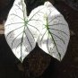 2 Bulbs White Christmas Caladium Flower Home Rare Live Plant - Plant for Your Home Garden