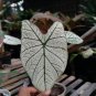 2 Bulbs White Christmas Caladium Flower Home Rare Live Plant - Plant for Your Home Garden