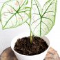 2 Bulbs White Christmas Caladium Flower Home Rare Live Plant - Plant for Your Home Garden