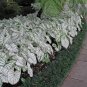 2 Bulbs White Christmas Caladium Flower Home Rare Live Plant - Plant for Your Home Garden