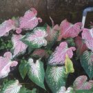 Bulbs Thai Beauty Caladium Flower Home Rare Plant - Plant for Your Home Garden