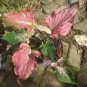 Bulbs Thai Beauty Caladium Flower Home Rare Plant - Plant for Your Home Garden