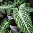 Xanthosoma lindenii Magnificum Flower Home Rare Plant - Plant for Your Home Garden