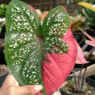 Red Beret Caladium Flower Home Rare Live Plant - Plant for Your Home Garden
