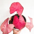 2 Bulbs Fannie Munson Pink Caladium Flower Home Rare Plant - Plant for Your Home Garden
