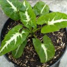 Syngonium rayii Flower Home Rare Live Plant - Plant for Your Home Garden