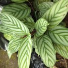 Calathea setosa Live Flower Home Rare Live Plant - Plant for Your Home Garden