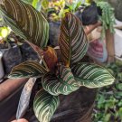 Calathea Ornata Live Flower Home Rare Live Plant - Plant for Your Home Garden