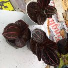 Calathea Dottie Black Lipstick Live Flower Home Rare Live Plant - Plant for Your Home Garden