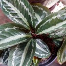 Calathea Silver Back Live Flower Home Rare Live Plant - Plant for Your Home Garden