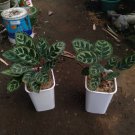 Calathea makoyana Live Flower Home Rare Live Plant - Plant for Your Home Garden