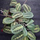 Red Prayer Maranta Leuconeura  Live Flower Home Rare Live Plant - Plant for Your Home Garden