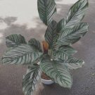 Calathea Ornata Pinstripe Pink Live Flower Home Rare Live Plant - Plant for Your Home Garden