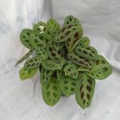 Maranta Leuconeura Green Live Flower Home Rare Live Plant - Plant for Your Home Garden
