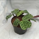 Calathea Burle Marx Live Flower Home Rare Live Plant - Plant for Your Home Garden