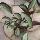 Calathea Picturata Live Flower Home Rare Live Plant - Plant for Your Home Garden