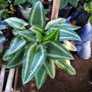 schismatoglottis wallichii Live Flower Home Rare Live Plant - Plant for Your Home Garden