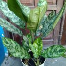 Aglaonema Commutatum 'Maria' Live Flower Home Rare Live Plant - Plant for Your Home Garden