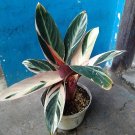 Stromanthe Triostar Live Flower Home Rare Live Plant - Plant for Your Home Garden