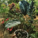 Calathea Medallion veitchiana Live Flower Home Rare Live Plant - Plant for Your Home Garden