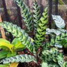 Rattlesnake Calathea lancifolia Live Flower Home Rare Live Plant - Plant for Your Home Garden