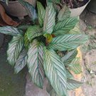 Calathea Ornata Pin Stripe Live Flower Home Rare Live Plant - Plant for Your Home Garden