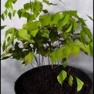 Maiden Hair Fern Live Flower Home Rare Live Plant - Plant for Your Home Garden