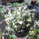 Callisia Repens "Bianca" Live Flower Home Rare Live Plant - Plant for Your Home Garden