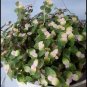 Callisia Repens "Bianca" Live Flower Home Rare Live Plant - Plant for Your Home Garden