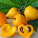 Canistel Yellow Sapote Egg Fruit Home Rare Live Plant - Plant for Your Home Garden