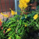 50 Seeds Celosia Century Yellow Home Rare Live Plant - Plant for Your Home Garden