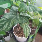 Cercestis mirabilis Flower Plant Home Rare Live Plant - Plant for Your Home Garden