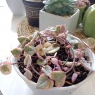 Ceropegia Woodii Variegata Plant Home Rare Live Plant - Plant for Your Home Garden