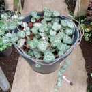 String of Spades Ceropegia woodii  Plant Home Rare Live Plant - Plant for Your Home Garden