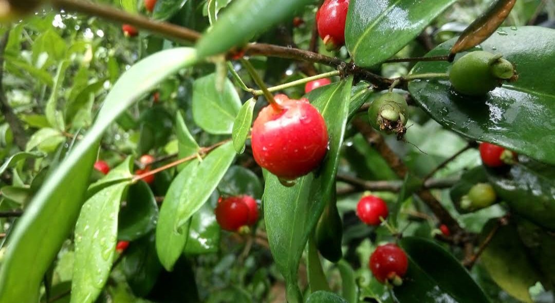 Sweet Cherry Fruit Tree Plant Home Rare Live Plant - Plant for Your Home Garden