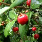 Sweet Cherry Fruit Tree Plant Home Rare Live Plant - Plant for Your Home Garden